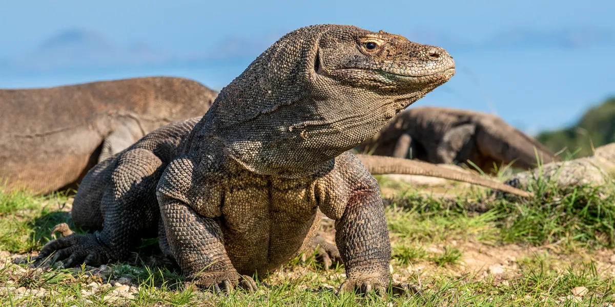 komodo